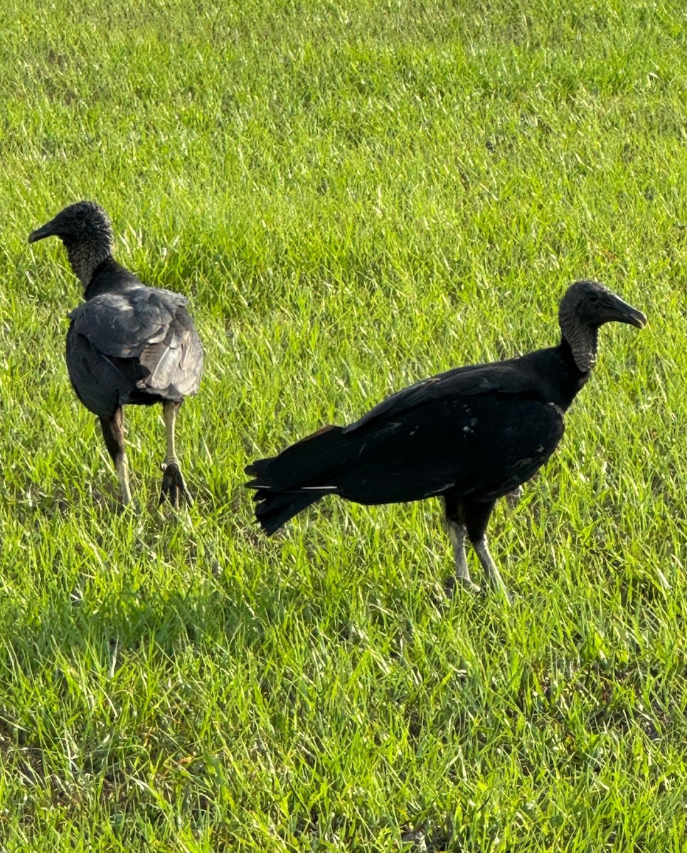 Катарта чорна - ML646428154