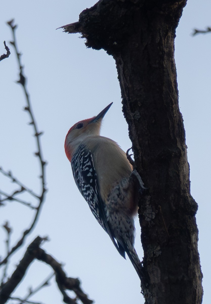 Гіла каролінська - ML646428155