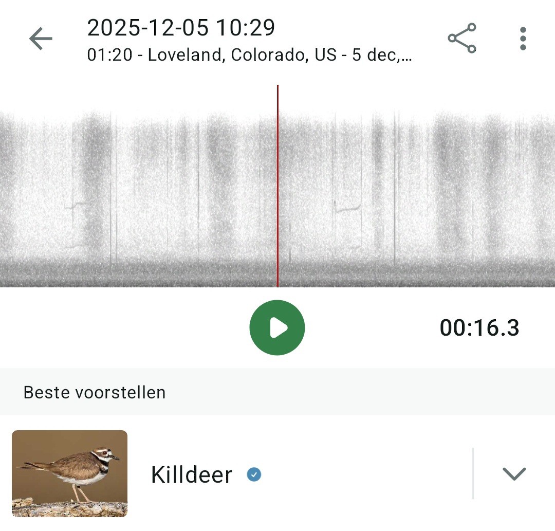 Пісочник крикливий - ML646428156