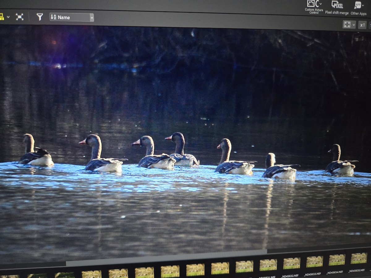 Greater White-fronted Goose - ML646428157
