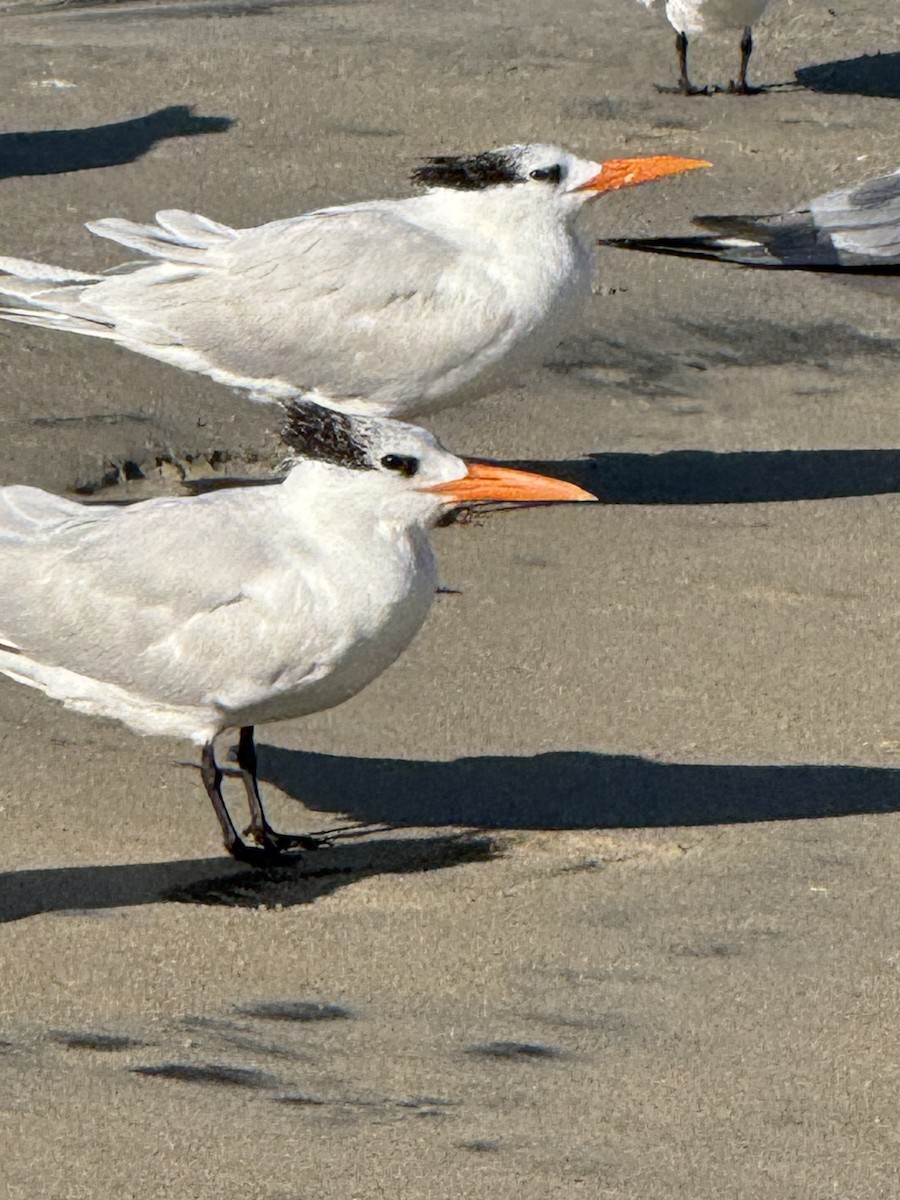 kongeterne - ML646428158