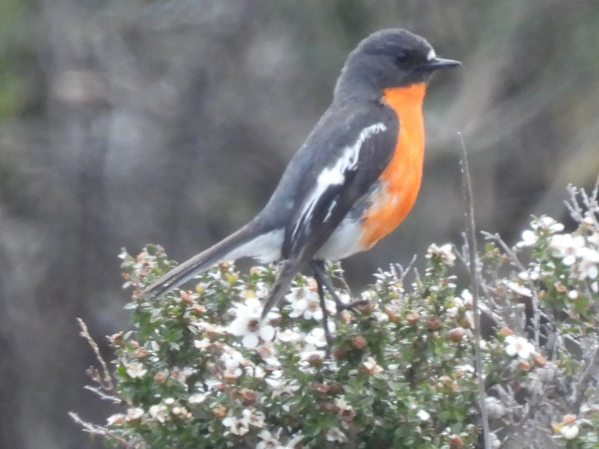 Тоутоваї вогнистий - ML646428159