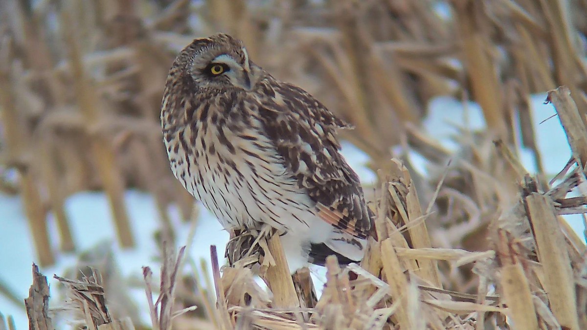 Сова болотяна - ML646428160