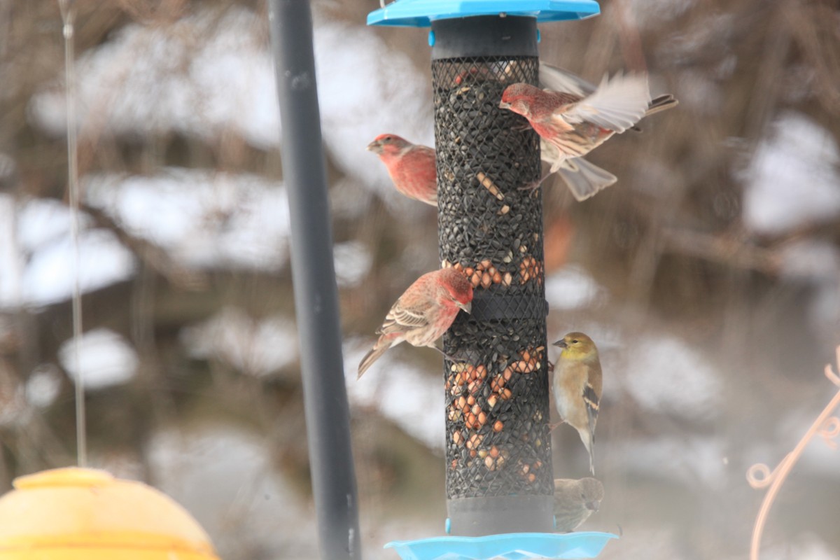 Чиж золотий - ML646428162