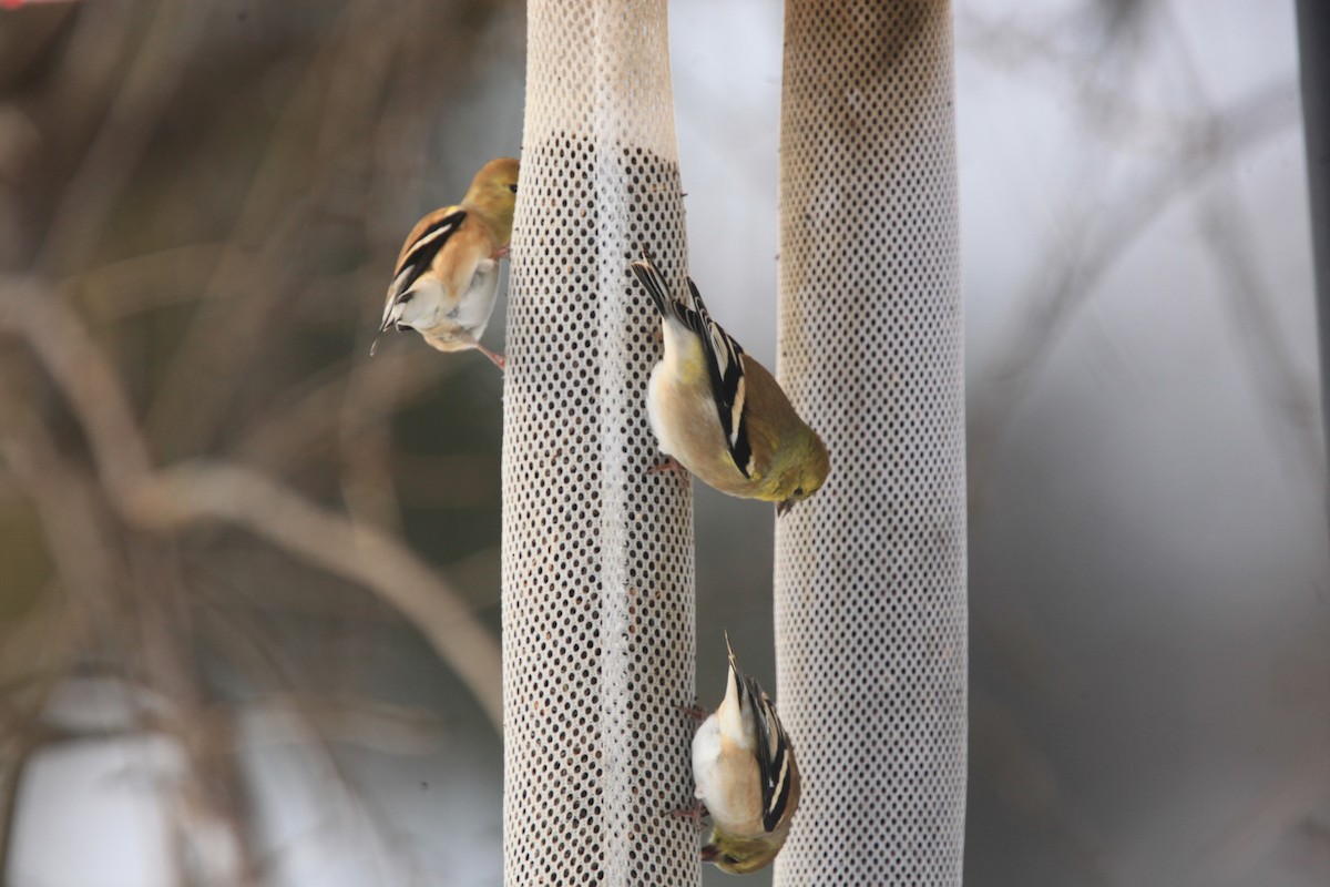 Чиж золотий - ML646428163