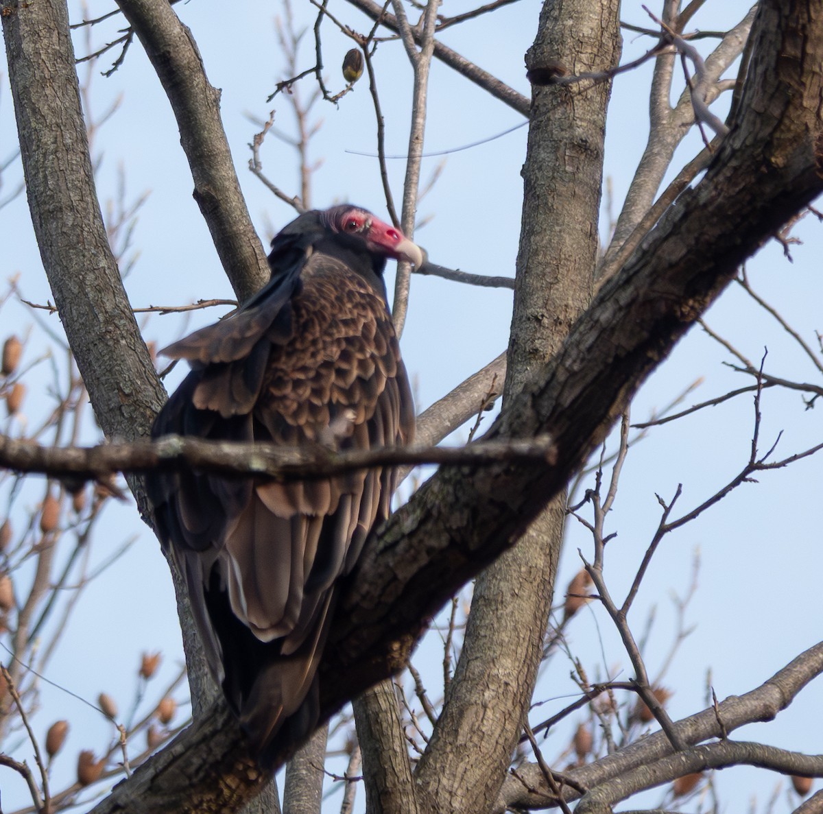 Катарта червоноголова - ML646428164