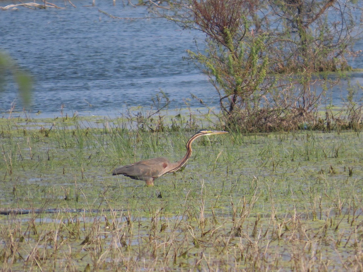 Чапля руда - ML646428174