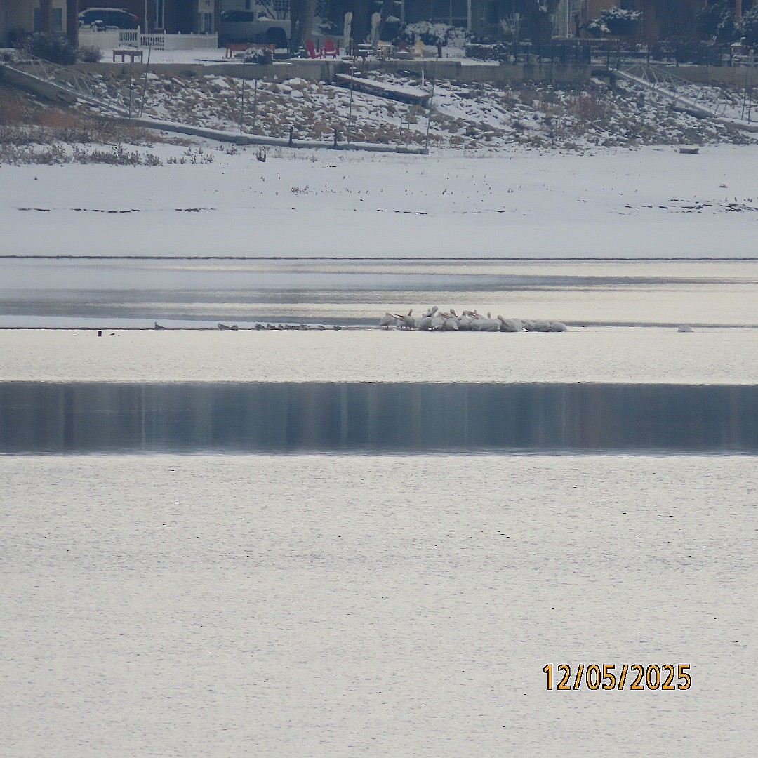 Пелікан рогодзьобий - ML646428175