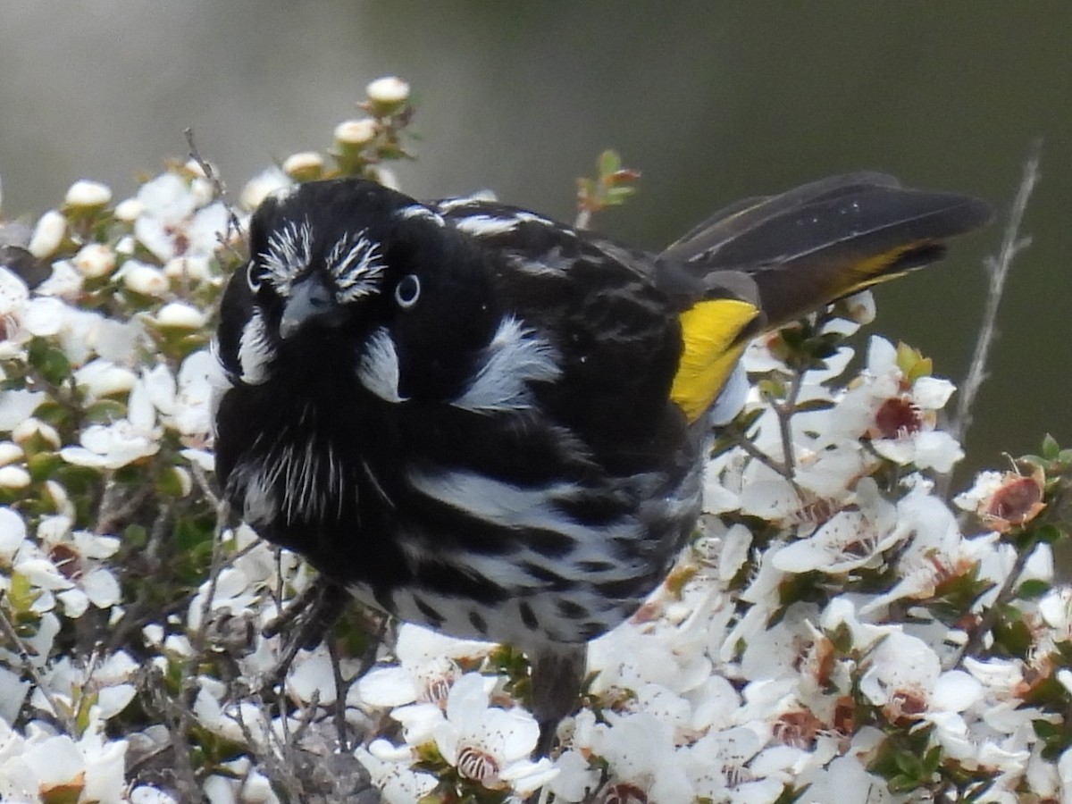 New Holland Honeyeater - ML646428179