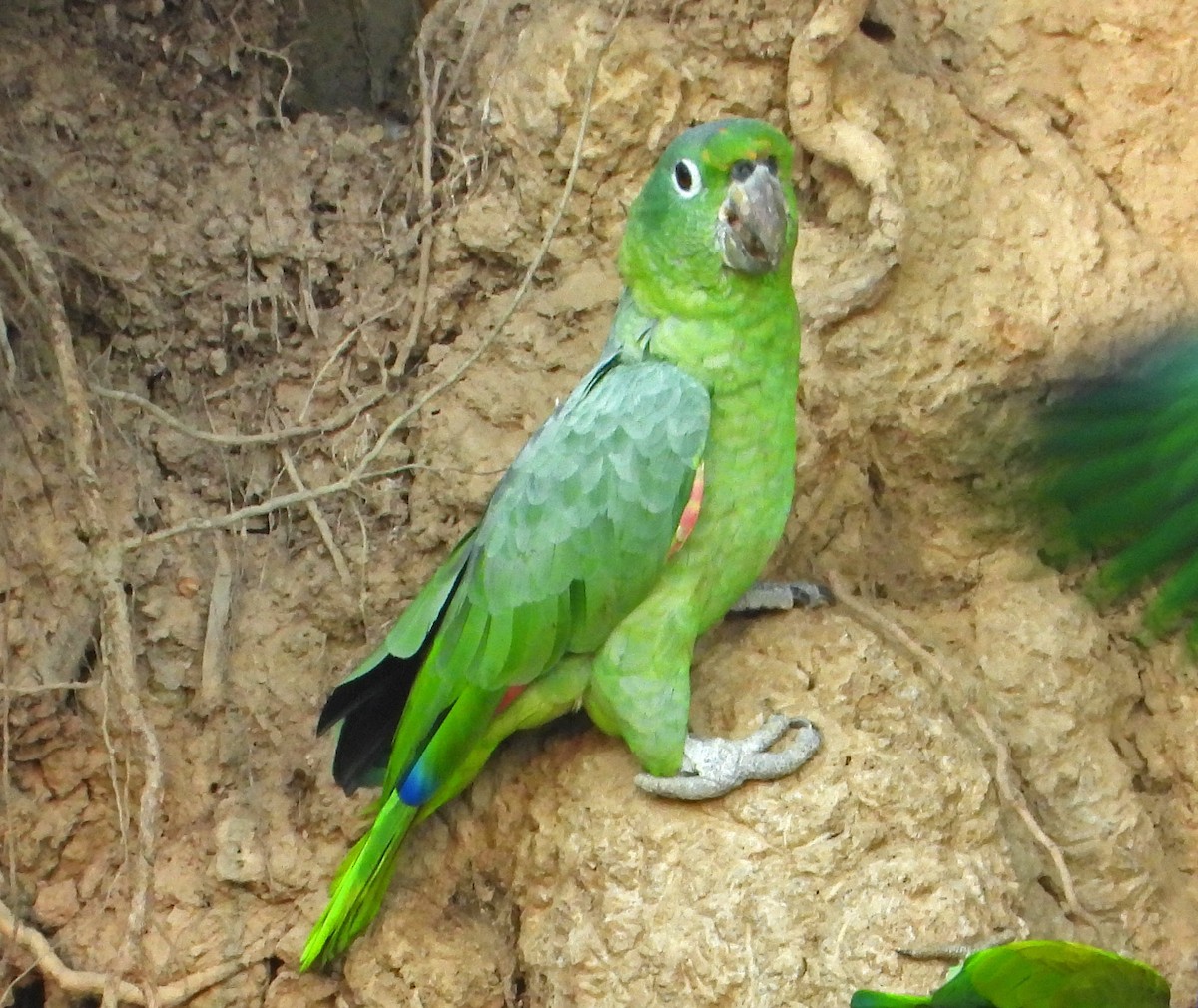 Mealy Amazon - ML646428180