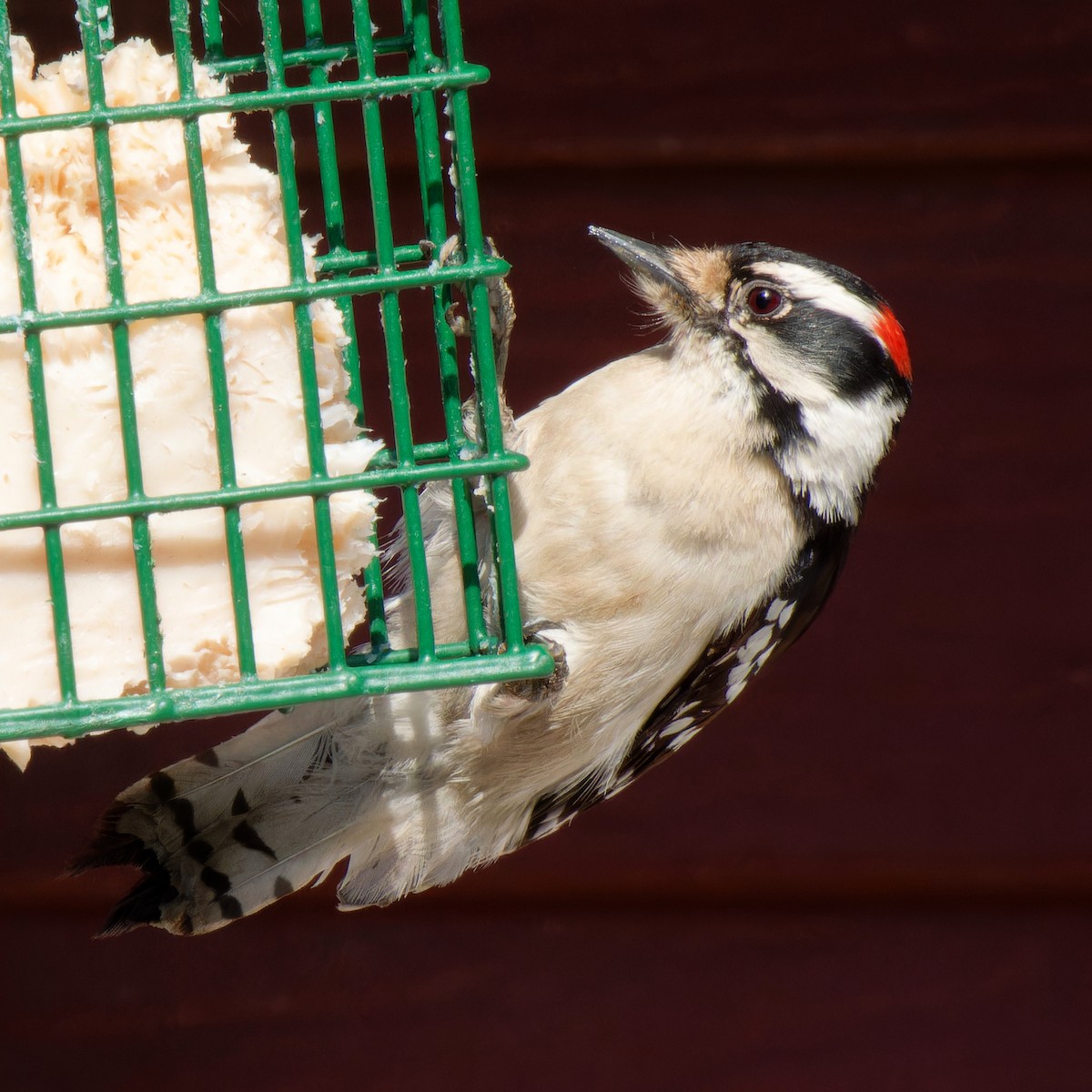 Downy Woodpecker - ML646428181