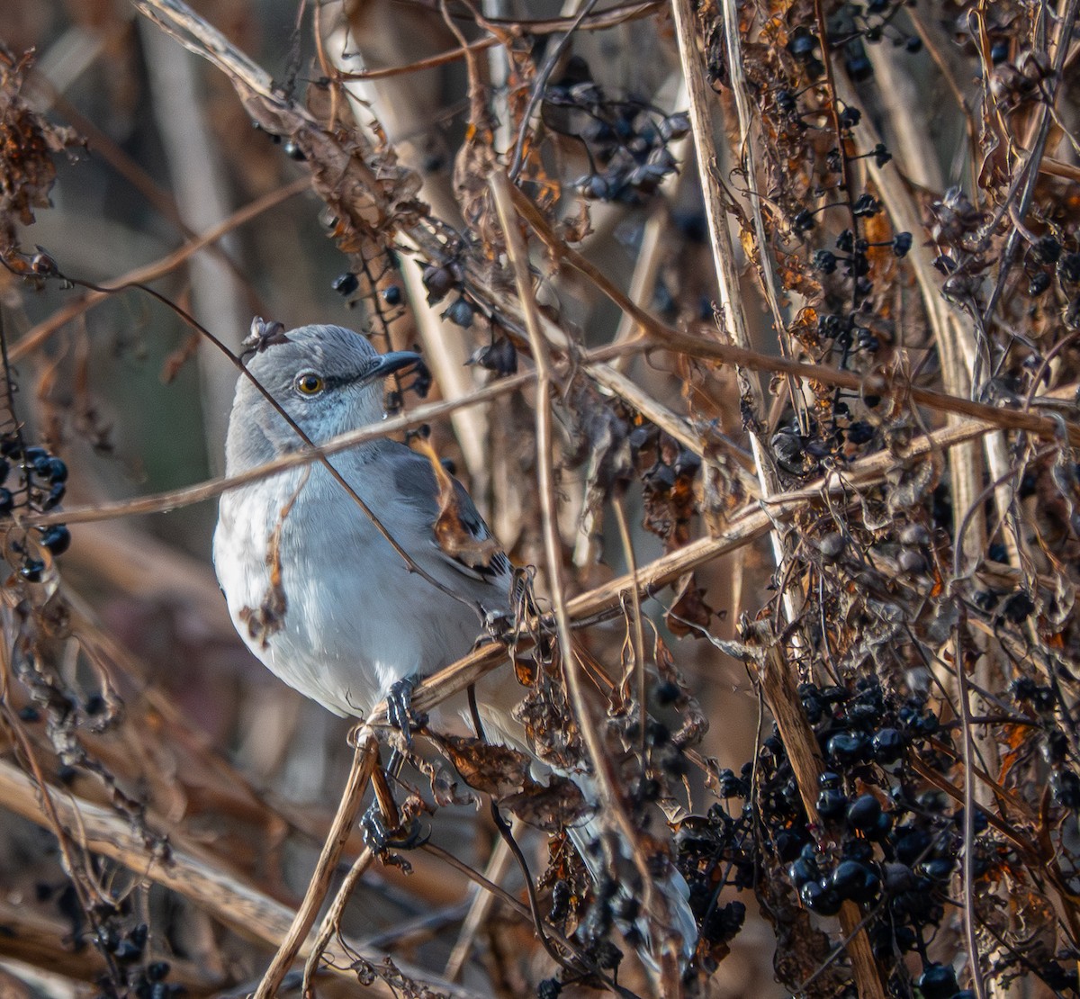 Northern Mockingbird - ML646428183