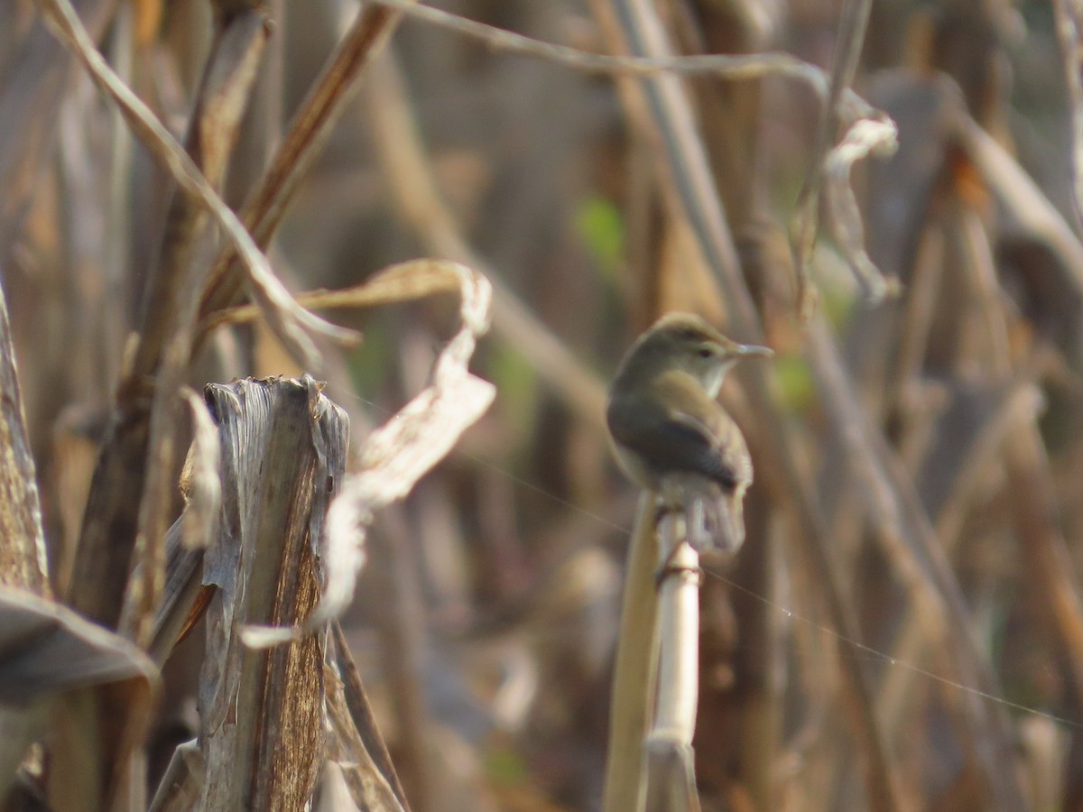 Clamorous Reed Warbler - ML646428184