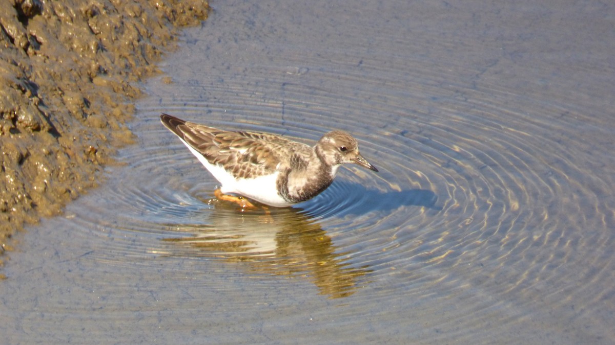 Ruddy Turnstone - ML646428186