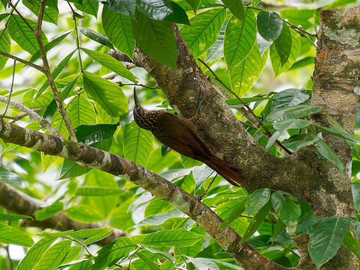 Cocoa Woodcreeper - ML646428187