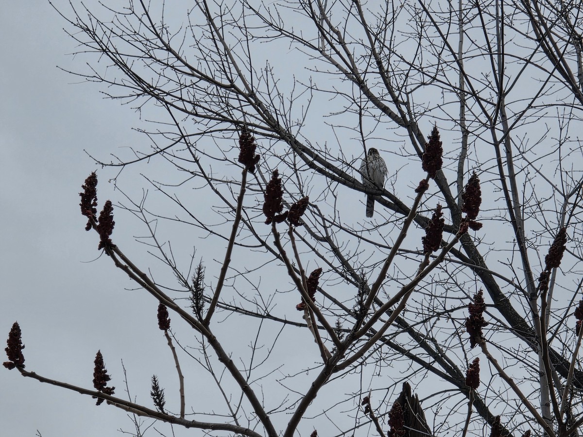 Яструб чорноголовий - ML646428188