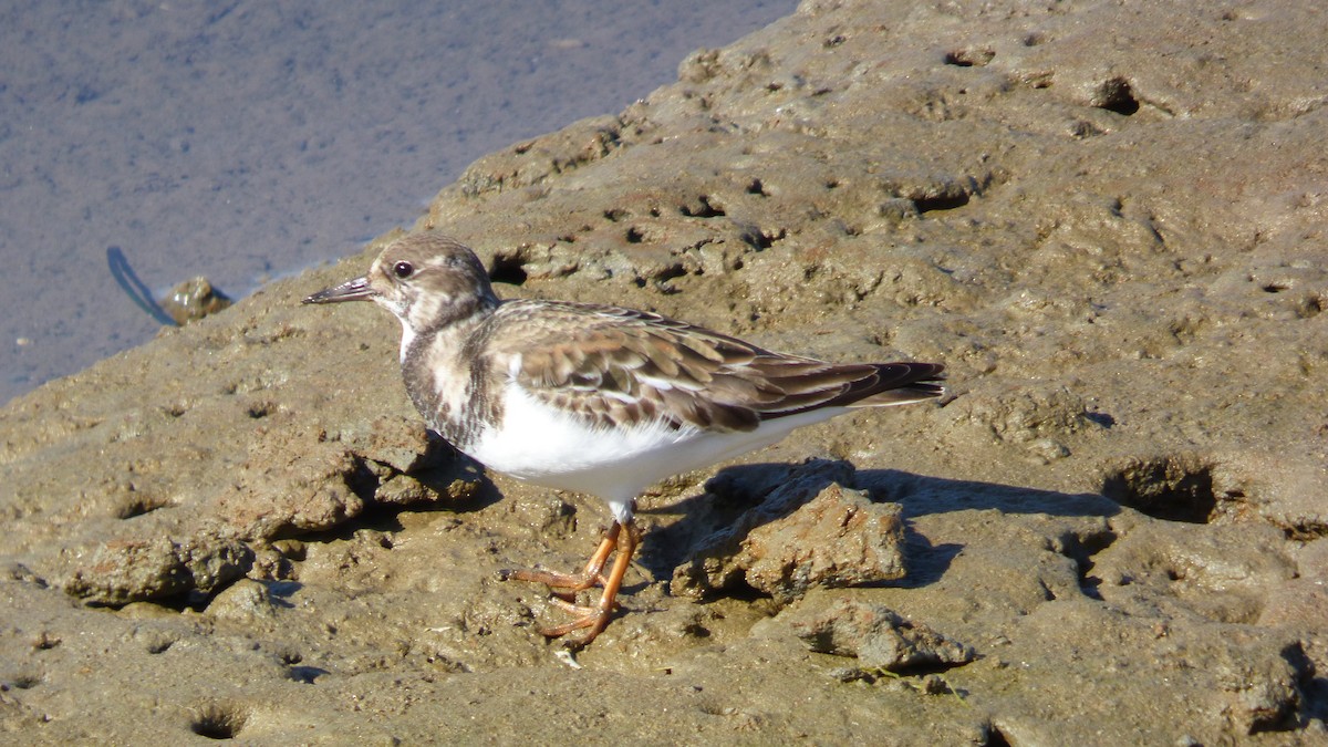 Ruddy Turnstone - ML646428189