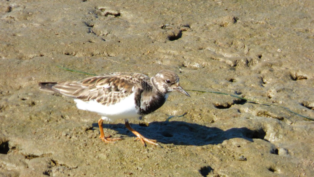 Ruddy Turnstone - ML646428190