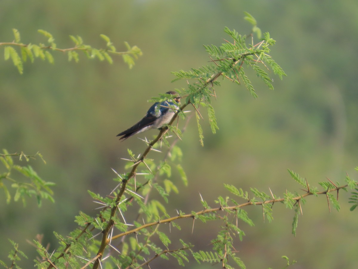 Wire-tailed Swallow - ML646428197