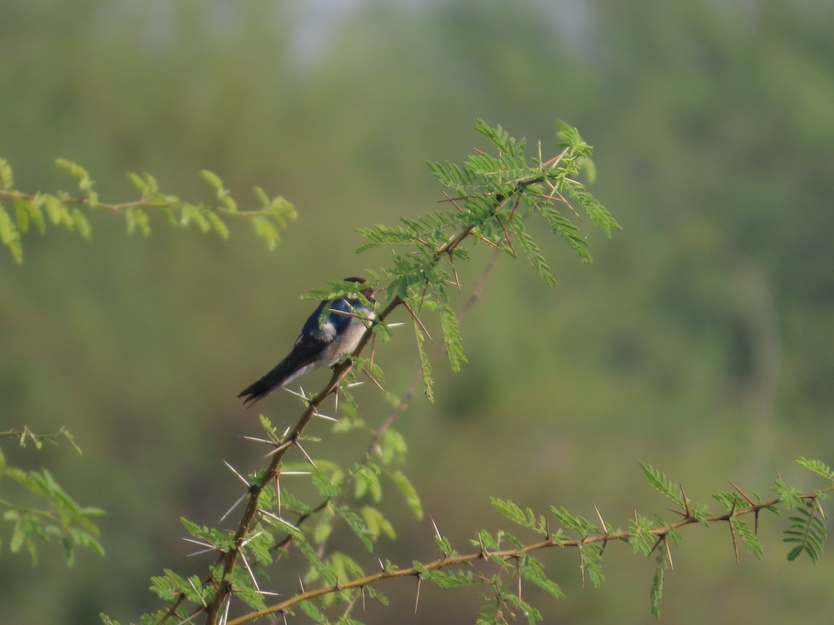 Wire-tailed Swallow - ML646428198