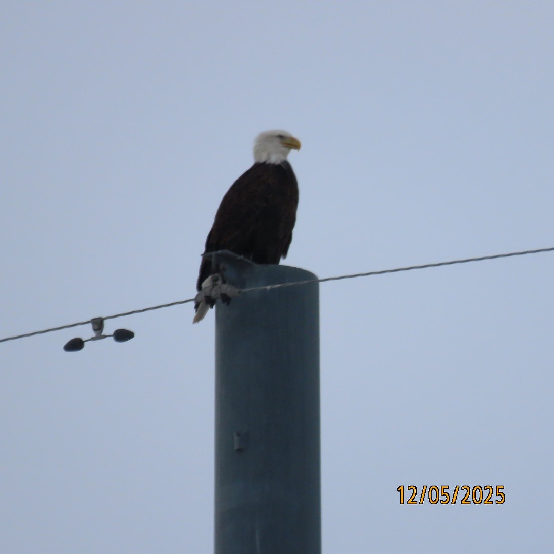 Bald Eagle - ML646428199