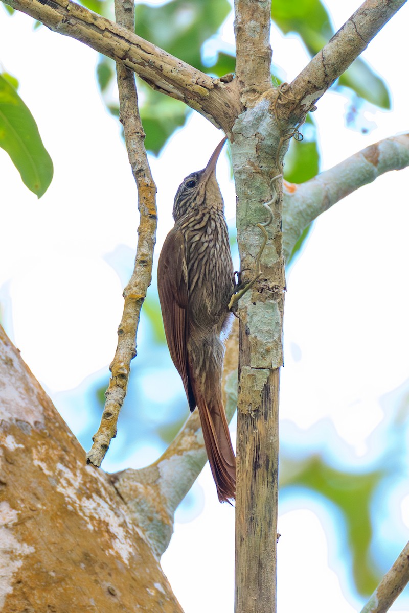 Streak-headed Woodcreeper - ML646428200