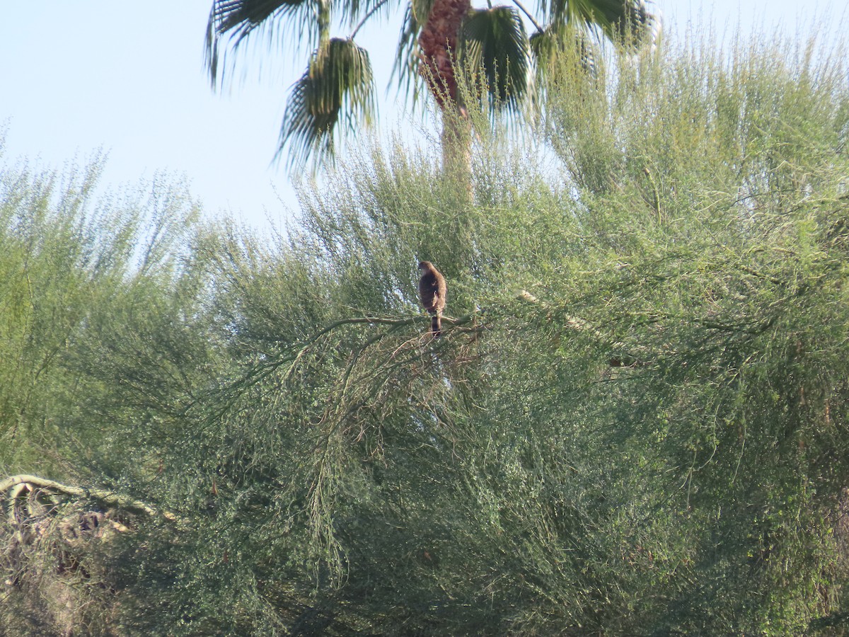 Cooper's Hawk - ML646428201