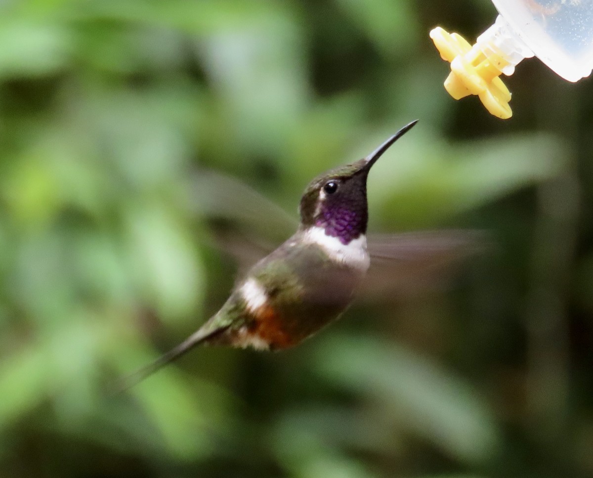 Purple-throated Woodstar - ML646428202