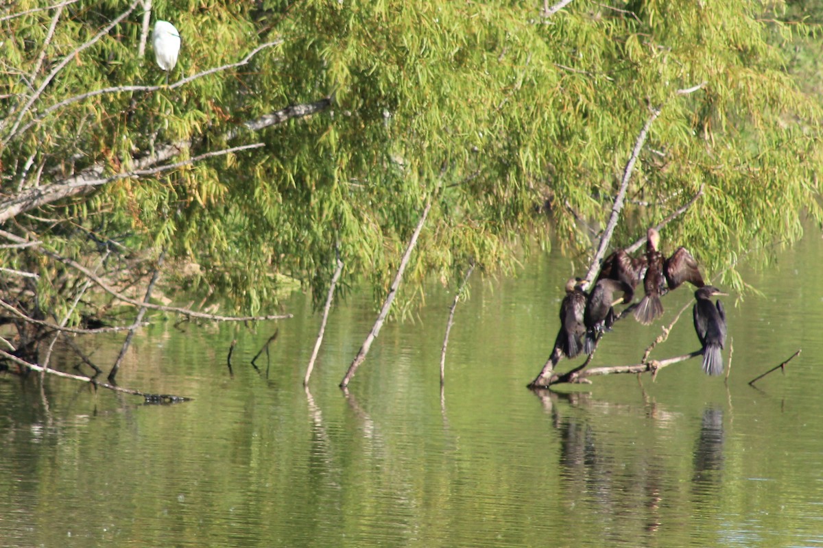 Snowy Egret - ML646428203