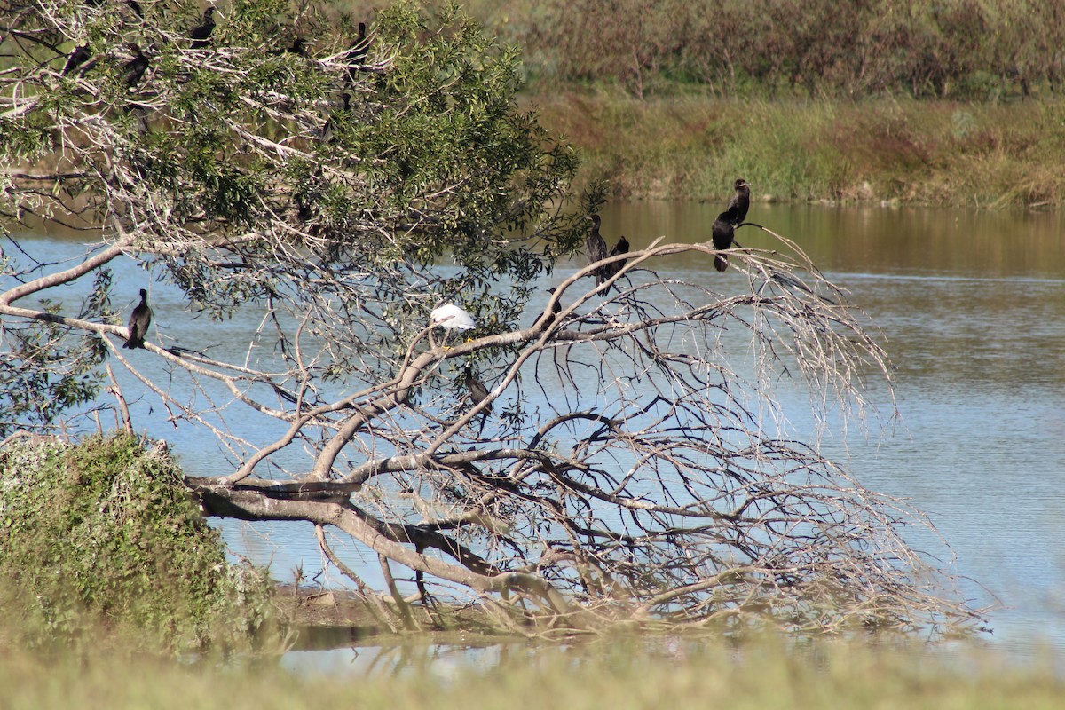 Snowy Egret - ML646428204