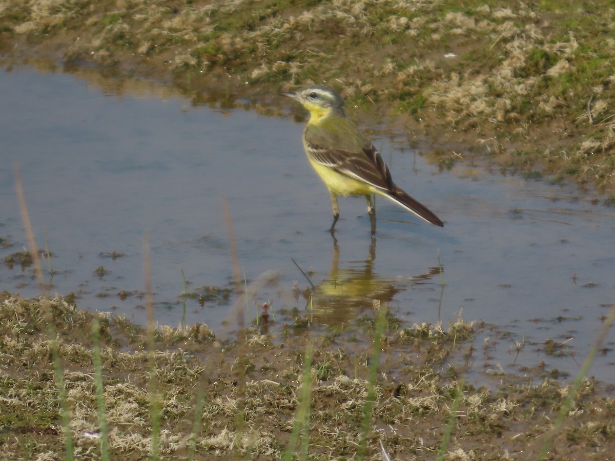 Western Yellow Wagtail - ML646428207