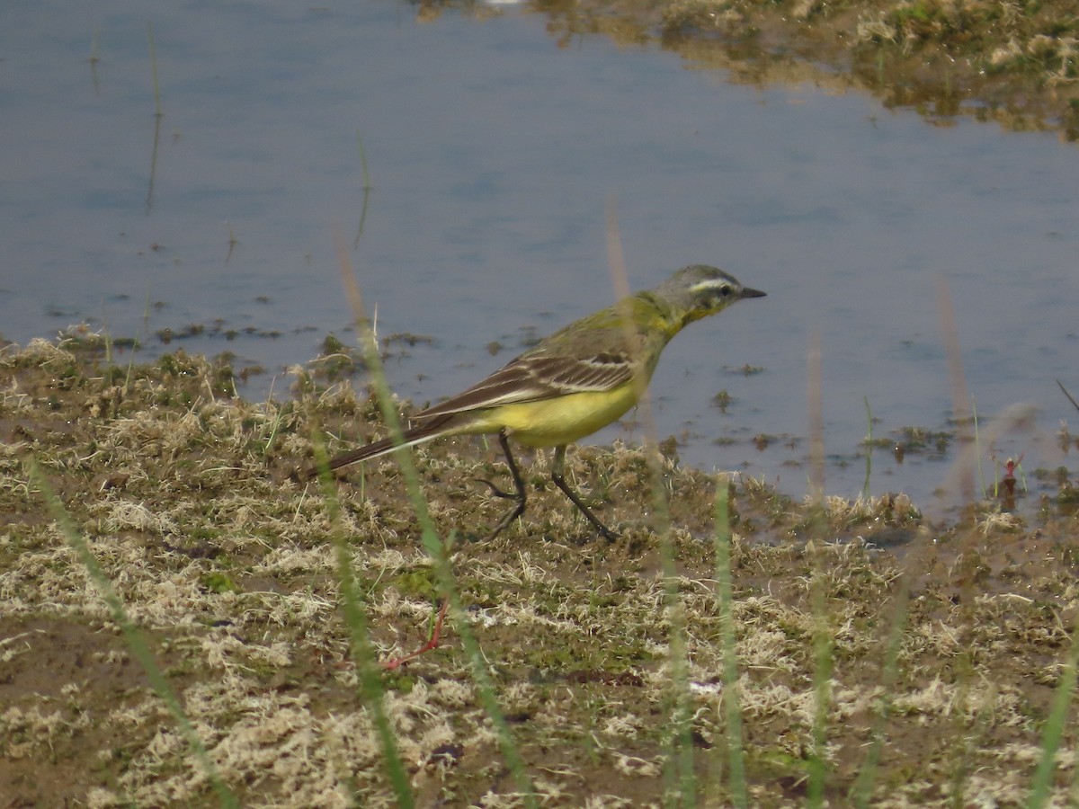 Western Yellow Wagtail - ML646428208