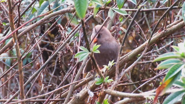 Great Parrotbill - ML646428209