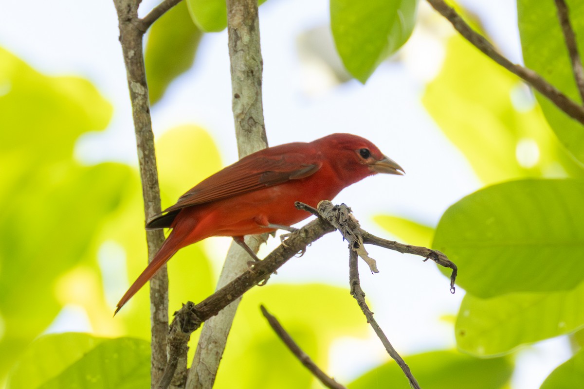 Summer Tanager - ML646428210