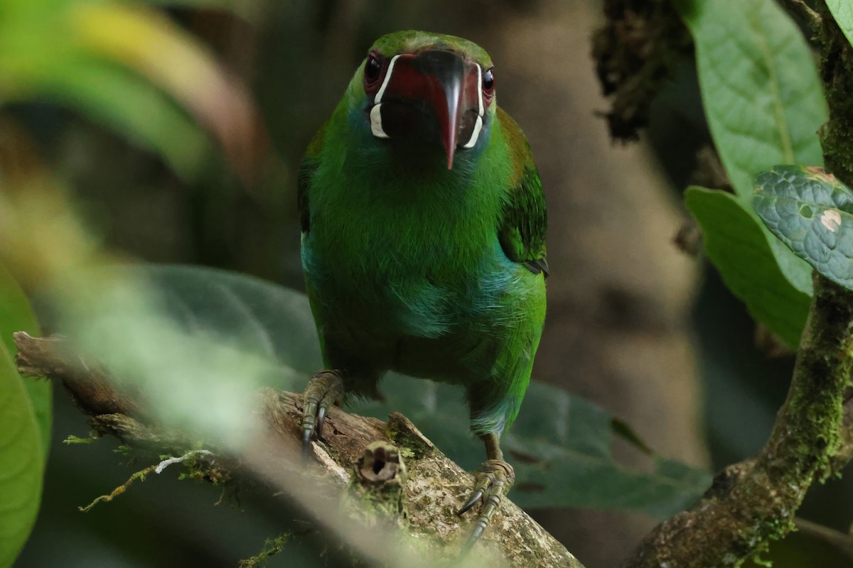 Crimson-rumped Toucanet - ML646428211