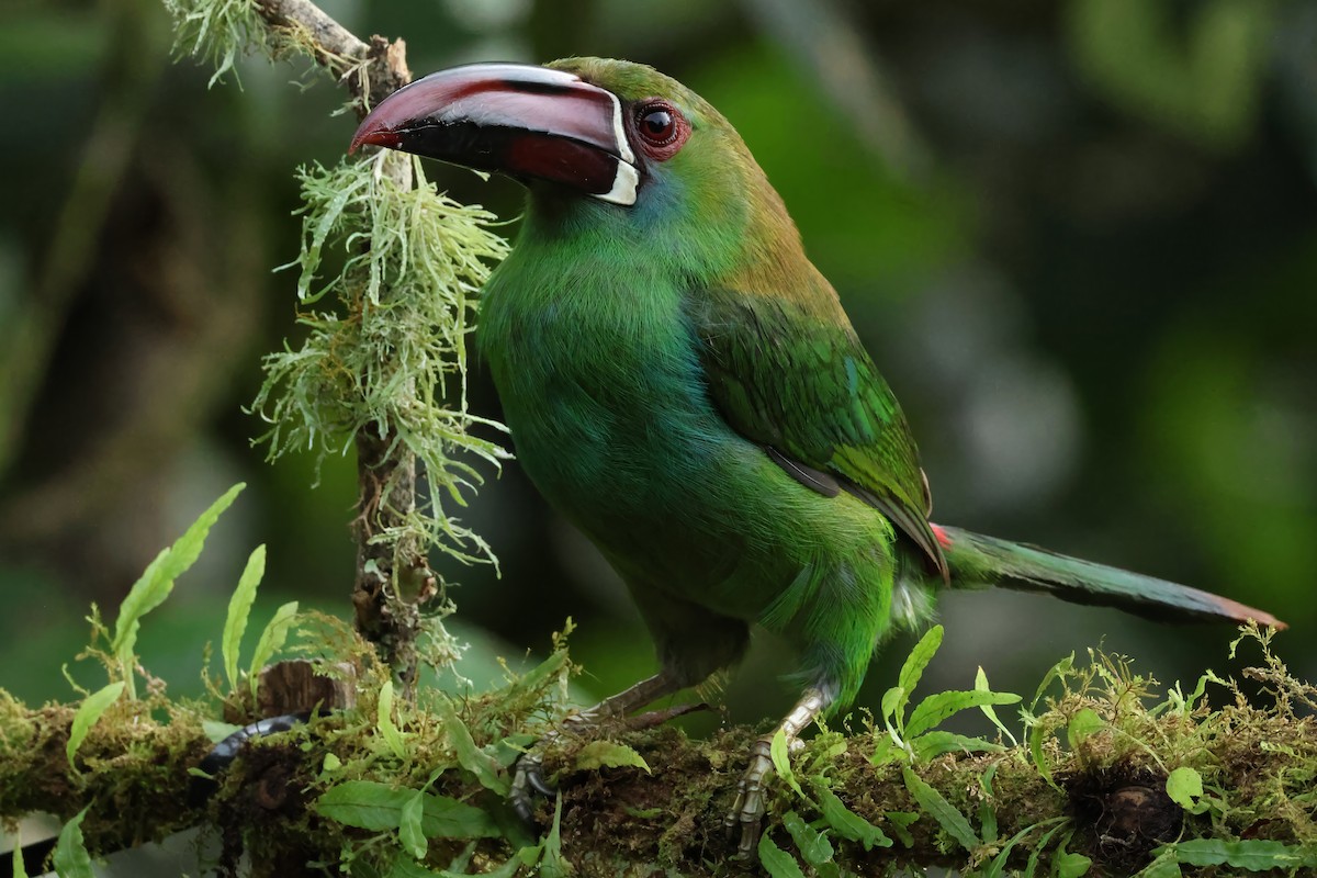 Crimson-rumped Toucanet - ML646428212