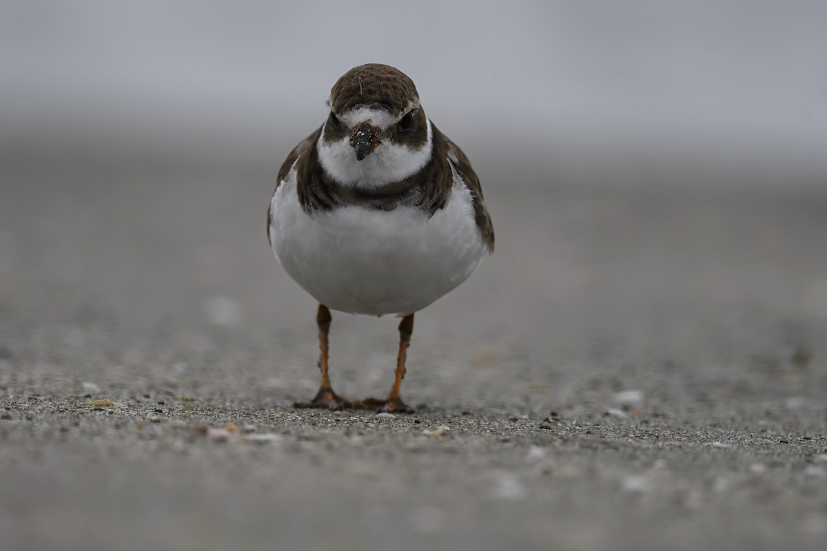 Semipalmated Plover - ML646428213