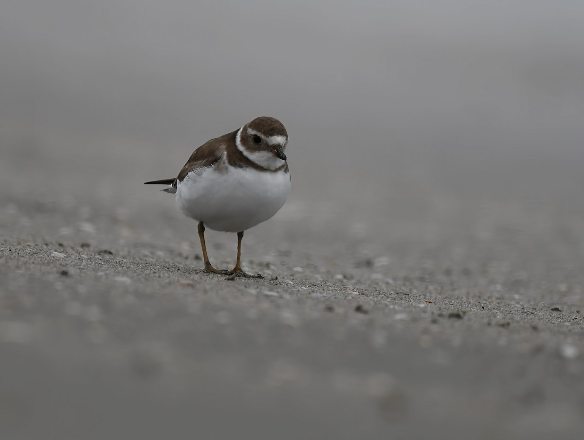 Semipalmated Plover - ML646428214