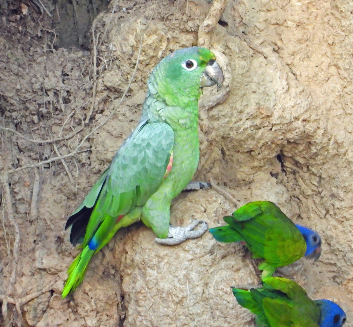 Mealy Amazon - ML646428215