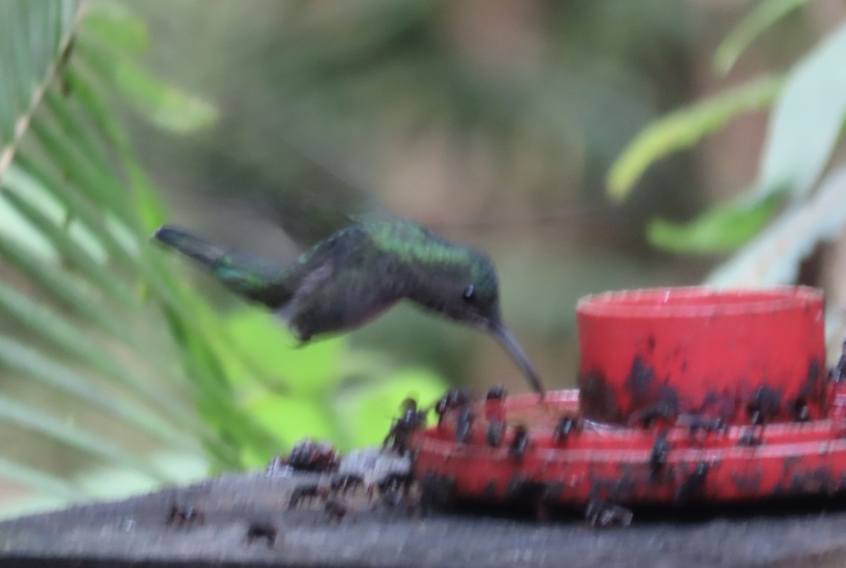 Black-throated Mango - ML646428216