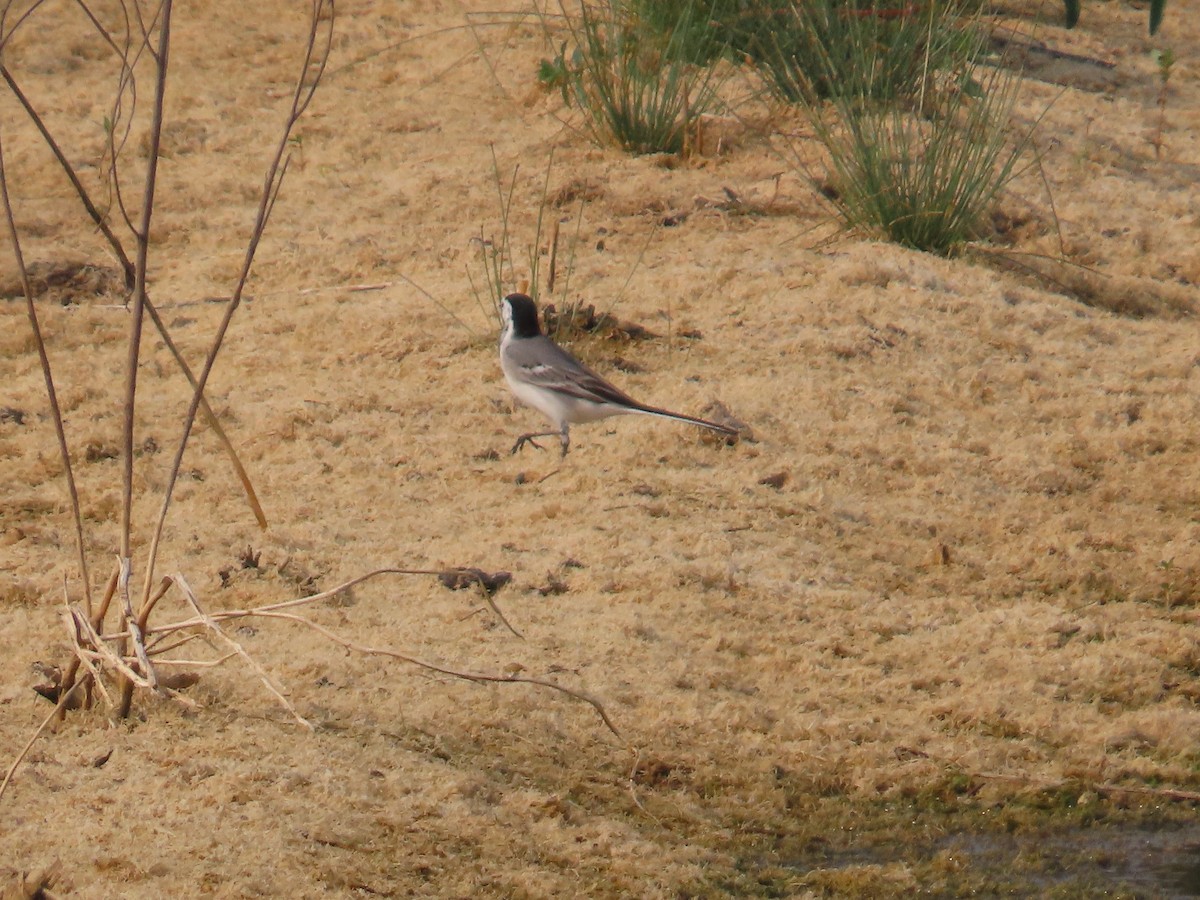 White Wagtail - ML646428217