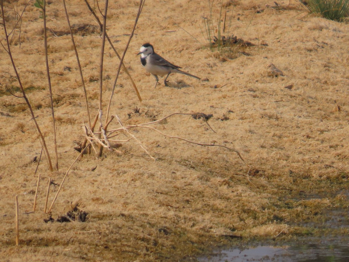 White Wagtail - ML646428218