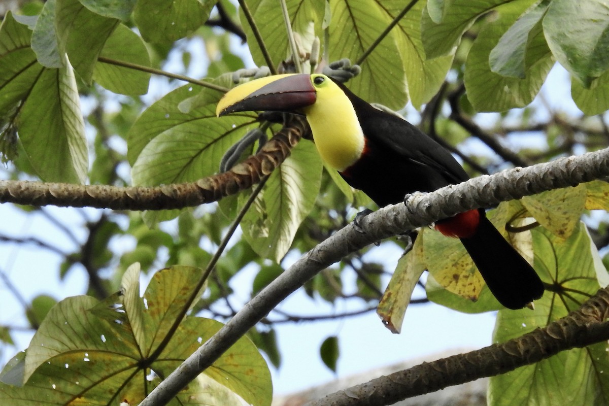 Yellow-throated Toucan - ML646428219