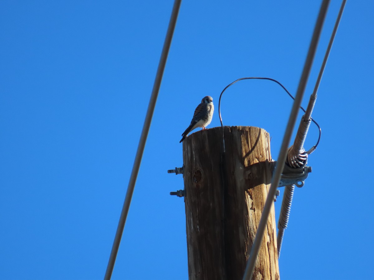 American Kestrel - ML646428220