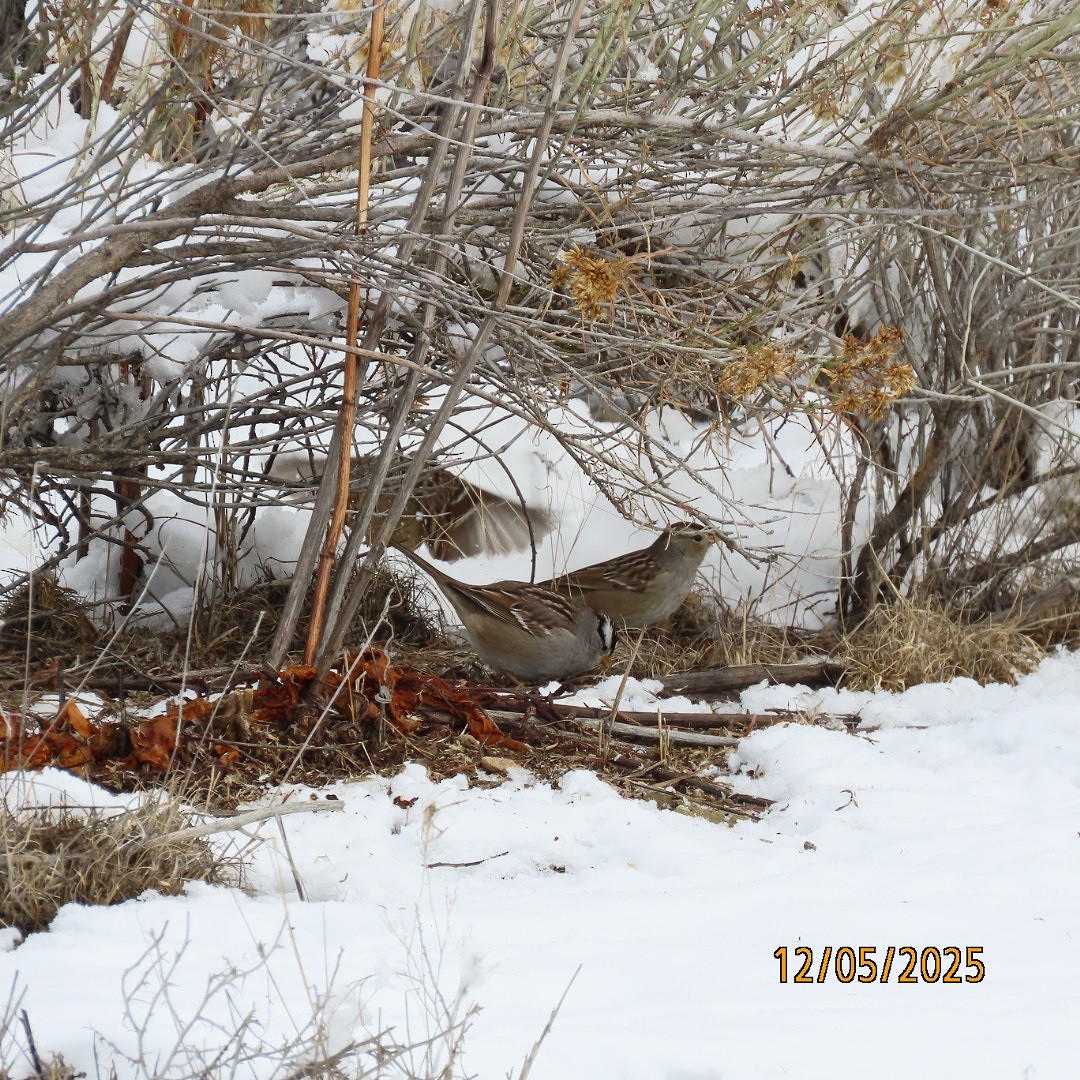 White-crowned Sparrow - ML646428221