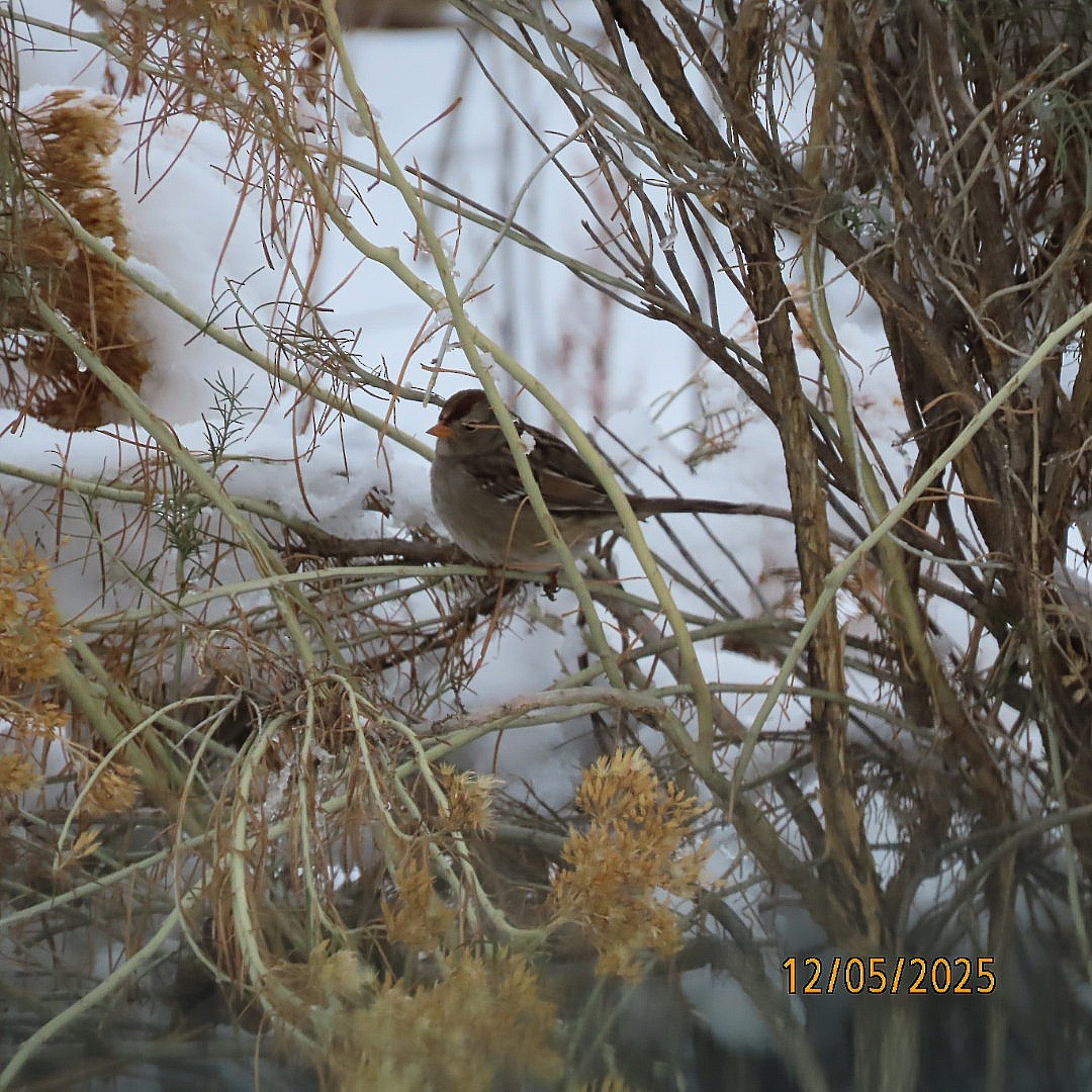 White-crowned Sparrow - ML646428222