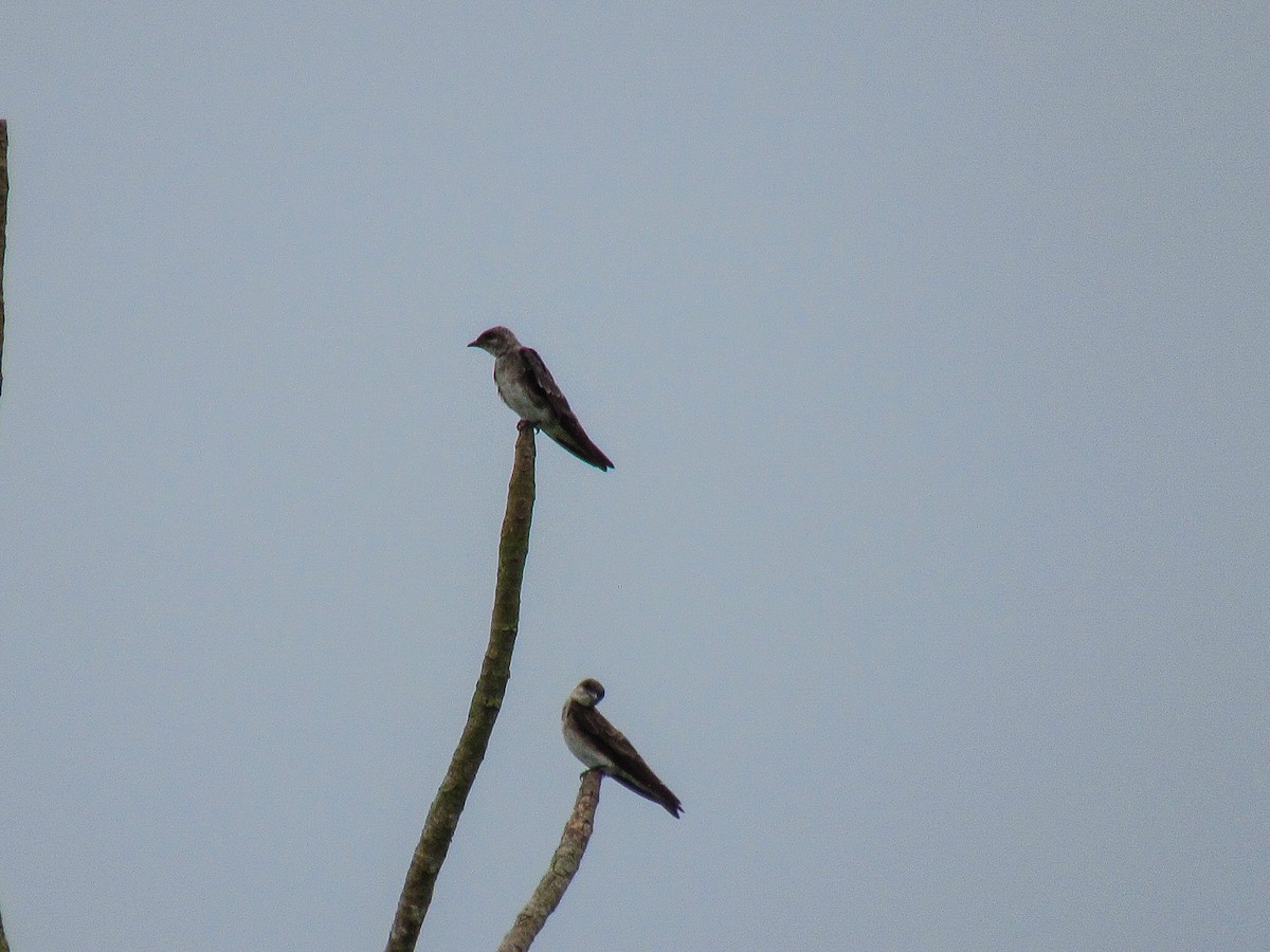 Brown-chested Martin - ML646428224