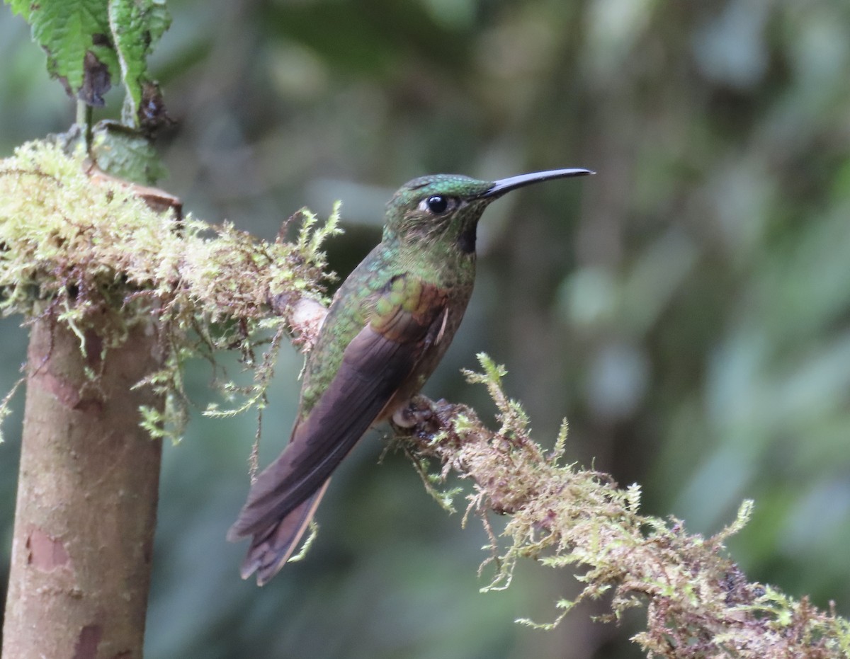 チャムネテリハチドリ - ML646428225