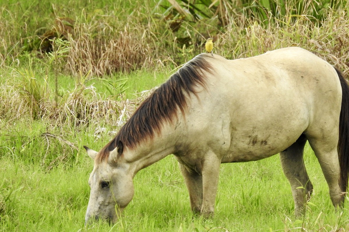 Cattle Tyrant - ML646428226