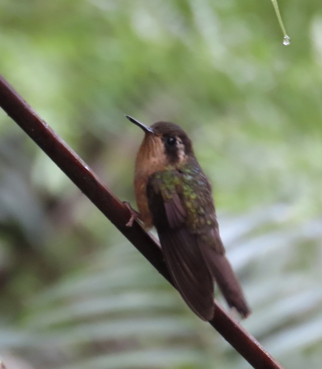 Speckled Hummingbird - ML646428232